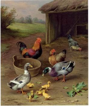 unknow artist Poultry 077 oil painting image